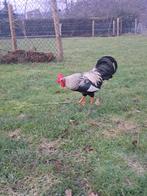 Barnevelder kriel haan, Mannelijk, Kip