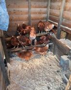 Loman legkip broedeieren, Dieren en Toebehoren, Pluimvee, Geslacht onbekend, Kip