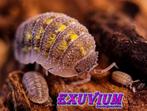 Armadillidium beieri isopods / pissebedden SALE OP=OP, Dieren en Toebehoren, Insecten en Spinnen, Overige soorten