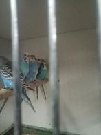 Gezocht diverse vogels, Dieren en Toebehoren, Vogels | Parkieten en Papegaaien, Meerdere dieren, Parkiet