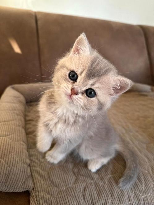 Britse korthaar kitten 8 weekjes (poesje), Dieren en Toebehoren, Katten en Kittens | Raskatten | Korthaar, Poes
