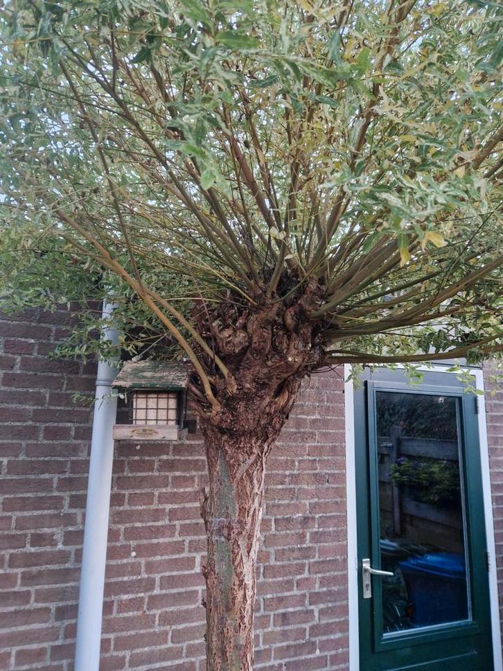 Mooie Bonte Wilg te koop!, Tuin en Terras, Planten | Bomen, Bolboom, 100 tot 250 cm, Volle zon, Bloeit niet, Ophalen