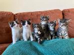 Tijger kittens, Dieren en Toebehoren, Katten en Kittens | Overige Katten, Meerdere dieren, Kortharig, 0 tot 2 jaar