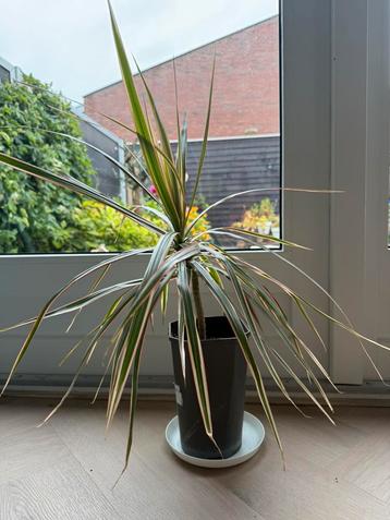 Drakenbloedboom (H:70cm) beschikbaar voor biedingen