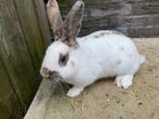 jonge Rijnlanders te koop, Dieren en Toebehoren, Konijnen, Meerdere dieren, Middelgroot, 0 tot 2 jaar