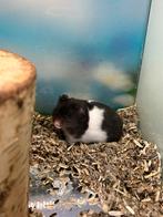 Goudhamsters / syrische hamster, Juni, Meerdere dieren, Hamster