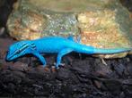 Lygodactylus williamsi man gezocht, Dieren en Toebehoren, Reptielen en Amfibieën, 0 tot 2 jaar