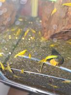 Citroen garnalen, Dieren en Toebehoren, Kreeft, Krab of Garnaal