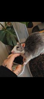 Gezocht. Husky ritten., Dieren en Toebehoren, Meerdere dieren, Rat, Na 1 juli 2024