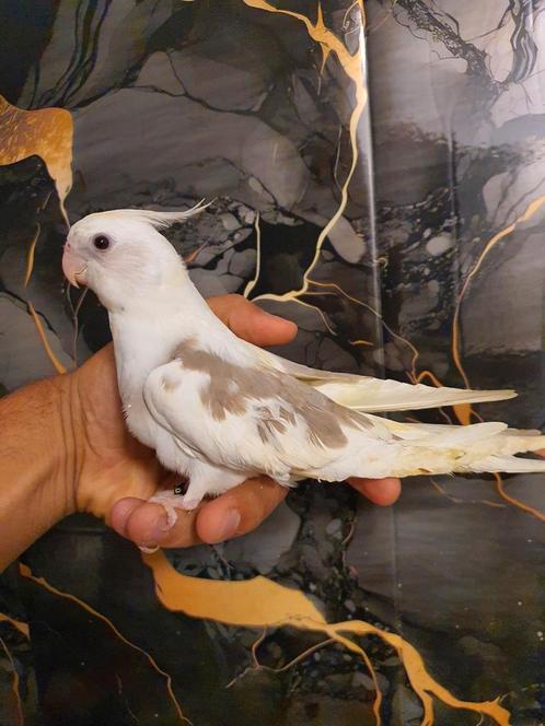 Tamme valkparkiet, Dieren en Toebehoren, Vogels | Parkieten en Papegaaien