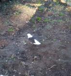 Mooie zwart/ witteduif te koop!, Dieren en Toebehoren