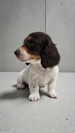 Fattoria del Bassotto heeft pups die mogen verhuizen 💕💕, Dieren en Toebehoren, Nederland, CDV (hondenziekte), 8 tot 15 weken