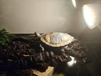 Schilpad met bak, Dieren en Toebehoren, Schildpad