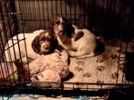 Engelse Springer Spaniel reutjes met stamboom, Reu, 8 tot 15 weken, Meerdere, Spaniël