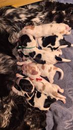Engelse Cocker Spaniel pups, Dieren en Toebehoren, Particulier, 15 weken tot 1 jaar, Buitenland, Meerdere