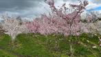 Meerstammige Sierkersen | Prunus in soorten (Thuisbezorgd), Ophalen of Verzenden, Overige soorten