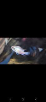 Acara's, Dieren en Toebehoren, Vissen | Aquariumvissen, Vis, Zoetwatervis