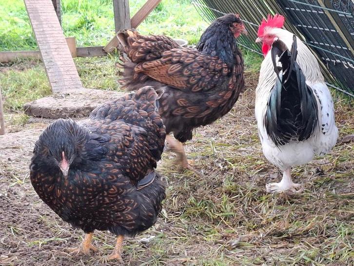 Twee hennen en haan, Dieren en Toebehoren, Pluimvee, Kip, Meerdere dieren