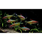 Torpedo Barbeel, Dieren en Toebehoren, Vissen | Aquariumvissen, Zoetwatervis, Schoolvis, Vis