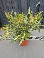 planten, Ophalen, Zomer, Overige soorten, Volle zon
