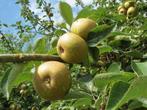 De laatste 14 halfstam appelboom appelboompjes appelbomen, Lente, In pot, Ophalen of Verzenden, Appelboom