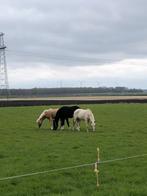 Gezocht weide, Dieren en Toebehoren, Stalling en Weidegang, Weidegang, 2 of 3 paarden of pony's
