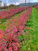 Blauwe bessen struiken, Tuin en Terras, Planten | Struiken en Hagen, Ophalen, Overige soorten, 100 tot 250 cm