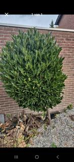 2x laurierboom, Tuin en Terras, Planten | Bomen, Ophalen, Volle zon, Overige soorten, Minder dan 100 cm