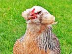 GEZOCHT Araucana kippen., Dieren en Toebehoren, Pluimvee, Vrouwelijk, Kip