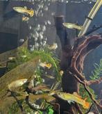 Mooie mannetjes guppen, Vis, Zoetwatervis