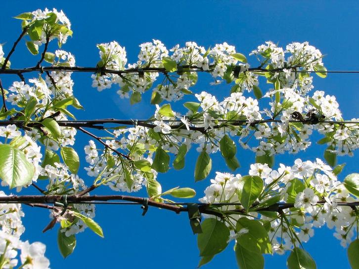 leibomen, leilindes, leisierperen, stamdikte 18-20, 20-25 cm, Tuin en Terras, Planten | Bomen, Leiboom, 250 tot 400 cm, Volle zon