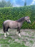 Welsh Sectie A jaarling, Dieren en Toebehoren, Pony's, Gechipt, 0 tot 2 jaar, Hengst, A pony (tot 1.17m)