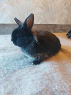 Tamme jonge konijnen, Meerdere dieren, Groot, 0 tot 2 jaar