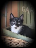 Lieve zwart witte kitten ,( ingeent), Meerdere dieren, Kortharig, 0 tot 2 jaar