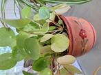 2 binnenplantjes met mooie pot, Ophalen, Overige soorten, Halfschaduw, In pot