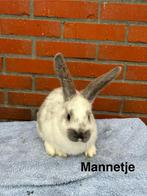 Duitse Reus x Nederlandse dwerg Hangoor, Dieren en Toebehoren, Konijnen, Meerdere dieren, Groot, Hangoor