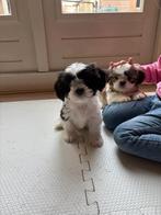 Prachtige Boomer ( Maltezer × Shih tzu ) pups!, Dieren en Toebehoren, 8 tot 15 weken, Meerdere, Nederland, Particulier