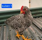 Te koop 2 haantjes Amrock (raszuiver), Dieren en Toebehoren, Mannelijk, Kip