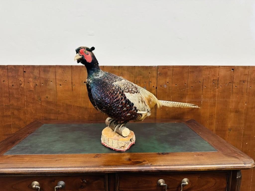 Antieke opgezette Fazant Haan, Ophalen