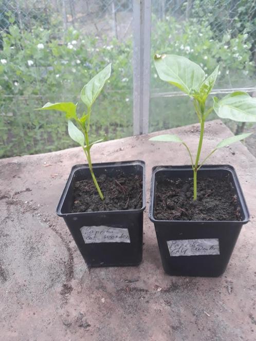 Mooie paprikaplanten, Tuin en Terras, Planten | Tuinplanten, Eenjarig, Groenteplanten, Volle zon, Zomer, Ophalen