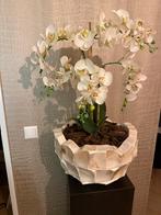 Schelpen Bloempot met Orchidee hotel chic, Ophalen, Zo goed als nieuw