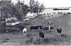 Herwijnen Camping met rivier,boot en koeien (mooi), Verzenden, 1960 tot 1980, Ongelopen, Gelderland