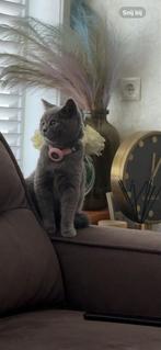 Briste korthaar (Luna), Kater, Ontwormd, 3 tot 5 jaar