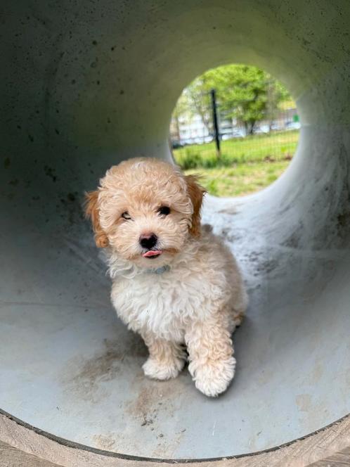 Sweet Maltipoo Puppy “Honey” – For Sale, Dieren en Toebehoren, Honden | Chihuahua's en Gezelschapshonden, Reu, Particulier, Eén hond