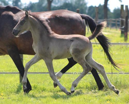 Meerdere ponies, Dieren en Toebehoren, Pony's, Meerdere dieren, L, A pony (tot 1.17m), Dressuurpony, 11 jaar of ouder, Met stamboom