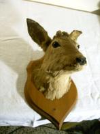 Reekop, Ophalen of Verzenden, Gebruikt, Wild dier, Gewei of Kop