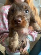 2 choc tan kaninchen ruwharige teckel reutjes, Kaninchen, Particulier, Rabiës (hondsdolheid), Reu