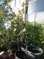 Vijgen boom, Tuin en Terras, Ophalen, Vijgenboom