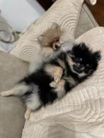 Hond pomeriaan, België, Particulier, Overige rassen, Teef