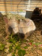 4 kleine konijntjes, Dieren en Toebehoren, Konijnen, Meerdere dieren, Klein, 0 tot 2 jaar